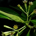 Bruguiera parviflora (Small-leafed Orange Mangrove)<br />Canon KDX + EFS60 F2.8 + SPEEDLITE 580EXII